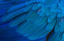 The stunning beauty of nature. Gold and blue macaw ( ara ararauna)