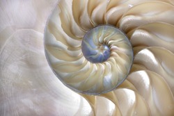 An amazing fibonacci pattern in a nautilus shell