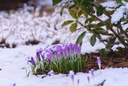 A group of violet crocuses covered with snow in the early spring in the garden 