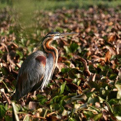 Known as purple heron, its neck can raise up to half a meter.