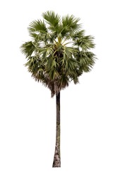 Sugar palm tree isolated on white background.