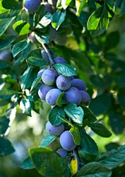 Plum Tree with ripening Plums