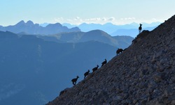 Silhouettes of Chamoises in the Dolomites. High mountains curious animals.