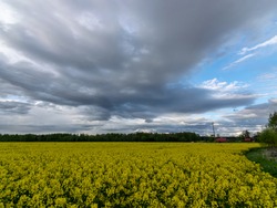 landscape with dark contrasting skies over a yellow rape field
