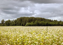 beautiful landscape with buckwheat field, white buckwheat flowers, blurred forest and cloud background, summer time in the countryside