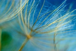 close-up of dandelion seeds on blurred background, airy and fluffy wallpaper, fluff fragments, dandelion fluff wallpaper, macro, abstraction