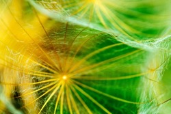 close-up of dandelion seeds on blurred background, airy and fluffy wallpaper, fluff fragments, dandelion fluff wallpaper, macro, abstraction