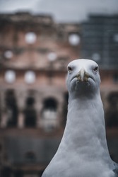 A seagul with the backround of colosseum