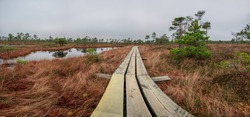 Panoramic view of bog with wooden path, small ponds and pine trees. Hiking trail with wooden walkway that goes across the swamp.