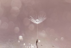 On a blurry purple background, a dandelion fluff with a drop of water and bokeh. Selective focus. Macro photography.
