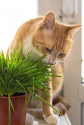 A cat eats green grass green juicy grass for cats, sprouted oats are useful for cats