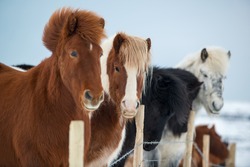 Beautiful icelandic horses in winter, Iceland