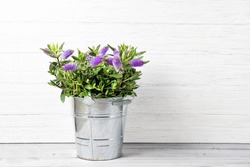 Fresh beautiful purple Hebe flowers in a bucket, wooden background with copy space