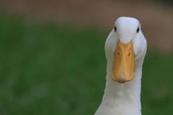 American Pekin Duck Close-up Head Green Background