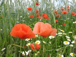 Poppy flowers with Chamomile, in the background is a green crop field, blue sky