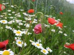 Poppy flowers with Chamomile, in the background is a green crop field, blue sky