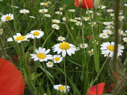 Chamomile flower with poppies in the background