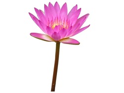 isolated cutout colorful Lotus flowers die cut element transparent background spa peaceful meditation sign with clipping path