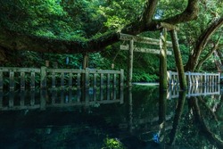 Mitarai Pond at Kashima Jingu Shrine in early summer. Kashima City, Ibaraki Prefecture, Japan.
