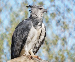A beautiful grey and white Harpy eagle proudly sitting on a branch of a tree in the wild.