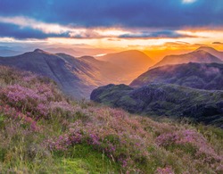 valley view of Glencoe, highlands, Scotland at sunrise. heather and vibrant colours of the glen at sunrise.