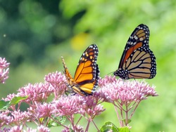 Monarch butterflies in garden on bank of the Lake Ontario in Toronto, Canada, September 13, 2016