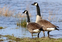 Pair of Canadian Geese (Branta canadensis) on the shore, a large male and a female. 