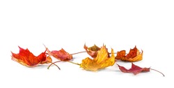 Autum banner with colorful fall leaves falling down from tree. Isolated on white.