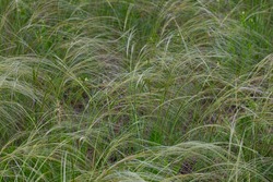 Stipa pulcherrima, feather grass - ornamental grass on a summer meadow. Steppe plant