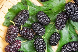 Ripe large black mulberries，close up