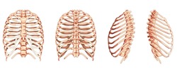 Set of Rib cages Skeleton Human front back side ventral, lateral, and dorsal view. Set of Anatomically correct realistic flat natural color concept Vector illustration of isolated on white background