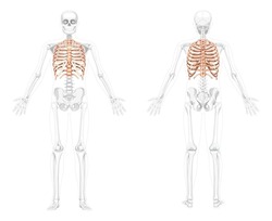 Set of Rib cages Skeleton Human front back view with partly transparent skeleton position. Realistic 3D flat natural color concept Vector illustration of anatomy isolated on white background