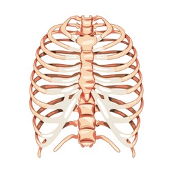 Rib cage Skeleton Human bones system front view. Realistic Chest anatomically correct ribcage 3D flat natural color concept. Vector illustration of medical anatomy isolated on white background