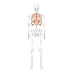 Rib cage Skeleton Human back view with partly transparent skeleton position. Anatomically correct realistic flat natural color concept Vector illustration of anatomy isolated on white background