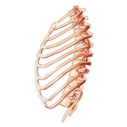 Rib cage Skeleton Human bones system side view. Realistic Chest anatomically correct ribcage 3D flat natural color concept. Vector illustration of medical anatomy isolated on white background