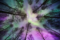 Aurora Borealis corona above forest trees