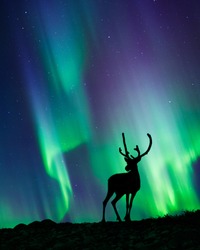 Reindeer standing in the hill, night sky with stars and Aurora borealis