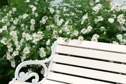 White burnet rose, Rosa pimpinellifolia in full bloom next to decorative wrought iron garden bench.