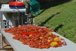 Freshly boiled hot Louisiana crawfish spread on outdoor table with potatoes and corn on the cob.