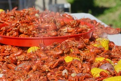 Close up image of freshly boiled hot Louisiana crawfish spread on outdoor table and in serving tray with potatoes and corn on the cob.