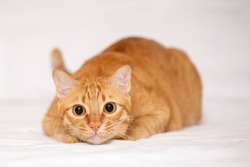 Ginger cat or orange crazy surprised cat make big eyes closeup over white cloth background.