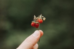 noisy grainy effect photo of sprig of wild berry strawberries in man's hand holds. male fingers holding and harvesting twig forest and field red berries. foraging raw food in woodland. depth of field