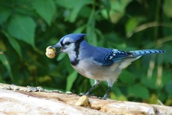 Blue Jay stealing a peanut left out in forest
