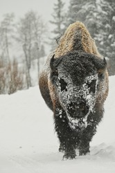 Bison head on in snowstorm in Montana Yellowstone National park walking bison in snow frozen and frosty