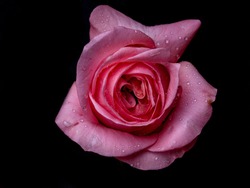 Abstract flower with pink rose on black background - Valentines, Mothers day, anniversary, condolence card.  Beautiful rose. close up roses . opal roses. drops on roses