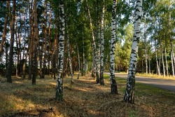 White birch trees with beautiful birch bark in a birch grove in the rays of a summer sunset.