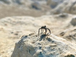 A spider basking in the sun on the Ustyurt plateau, Valley of Castles, Mangistau, Kazakhstan