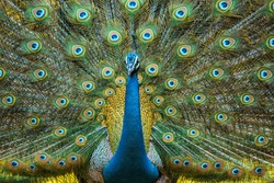 Peacock Displaying Vibrant Colors its A National Bird Of India
