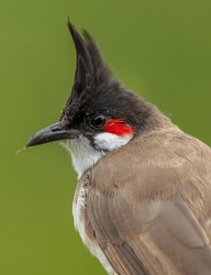 Red Whiskered Bulbul Photographed At Rajasthan