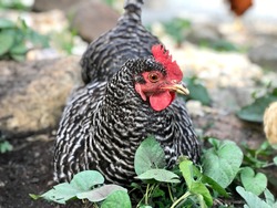 Barred Rock Hen in the Ivy
